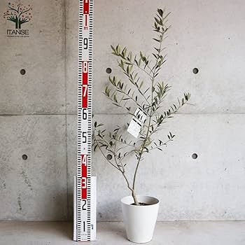 オリーブ　ネバディロブランコ　デザイン鉢植え　苗 Amazon.co.jp: オリーブの苗木 品種：ネバディロブランコ 6号鉢